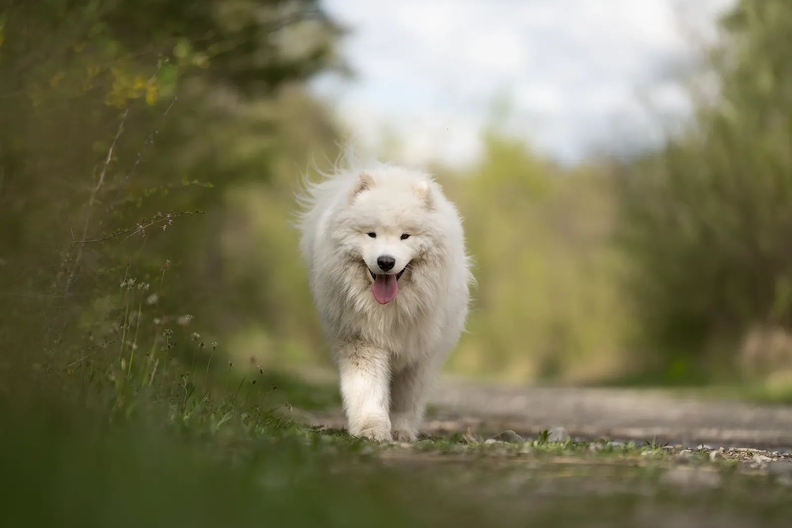 Photographie animalière