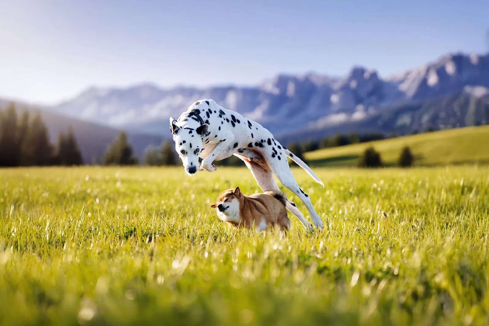Photographie animalière